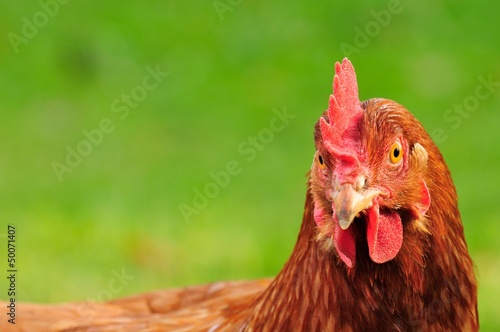 Photo: Red Domestic Chicken with Copy Space Red Domestic Chicken with Copy Space