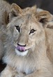 Lion Cub