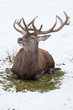 sitting red deer in winter