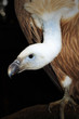 Vulture Gyps fulvus