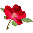 Red rose flower