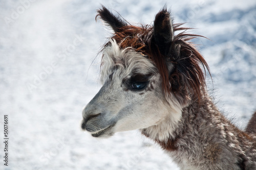 Photo: Lama Lama