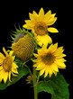 Foto: sunflower on black background close-up sunflower on black background close-up