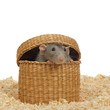 rat gris jouant dans panier