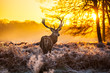 Red deer in morning sun