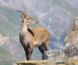 Alpine ibex - Steinbock
