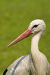 Photo: white stork - Ciconia ciconia Linnaeus white stork - Ciconia ciconia Linnaeus
