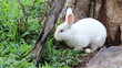 Rabbit in the farm - Wonder farm , Pattaya , Thailand