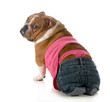 female dog