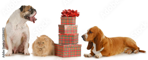 Photo: christmas pets christmas pets
