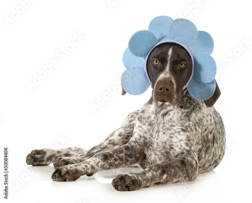 Photo: funny dog funny dog