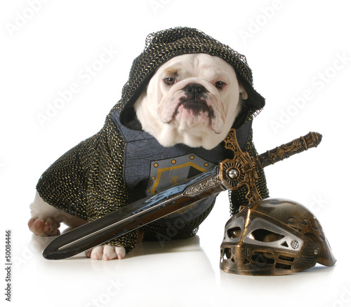 Photo: dog dressed as knight dog dressed as knight