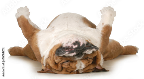 Photo: dog sleeping dog sleeping