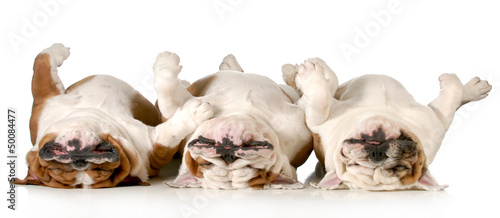 Photo: sleeping dogs sleeping dogs