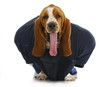 sports hound