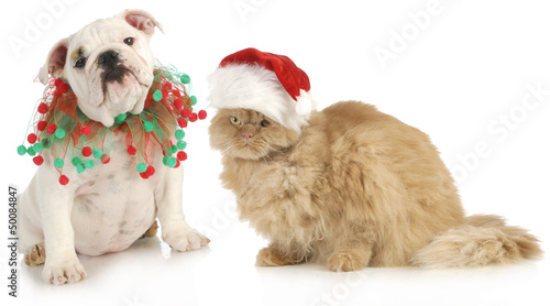 Photo: christmas pets christmas pets