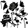 flowers insect butterfly violet rose isolated