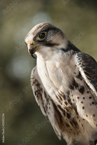 Photo: Falcon Falcon