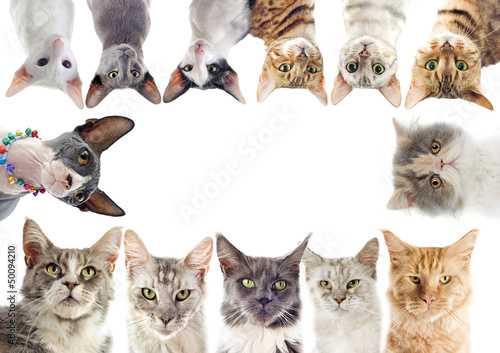 Illustration: group of cats group of cats