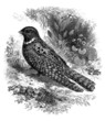 Bird : Nightjar - Caprimulgus Vociferus - Engoulevent