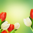Tulpen