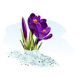 Purple Crocus On A Blue Backgr...