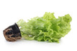 Green salad leaves