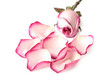 Photo: Roses flower on white Roses flower on white