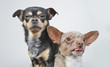 Photo: couple of dogs couple of dogs
