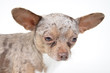 Photo: small dog small dog