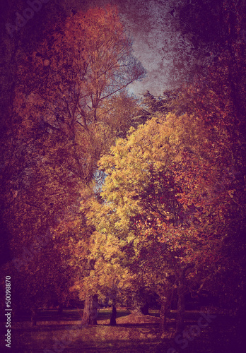 Photo: grunge forest grunge forest
