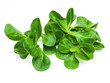 Feldsalat