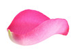 Rose petal in water drops