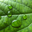 Feuille et gouttes de pluie