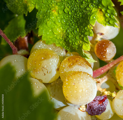 Photo: Grapes on the vine with dew drops Grapes on the vine with dew drops