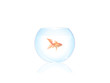 bocal poisson rouge