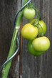 Photo: tomato plant outside tomato plant outside