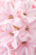 Pink hyacinth