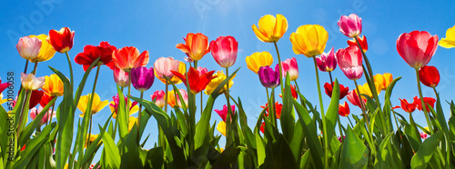 Photo: Tulpen im Frühling Tulpen im Frühling