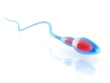 sperm cell isolated