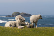 Foto: Sheep lying on the meadow Sheep lying on the meadow