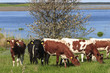 Photo: Cows by the lake Cows by the lake