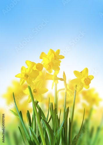 Photo: Yellow Daffodils Against a Blue Sky Yellow Daffodils Against a Blue Sky