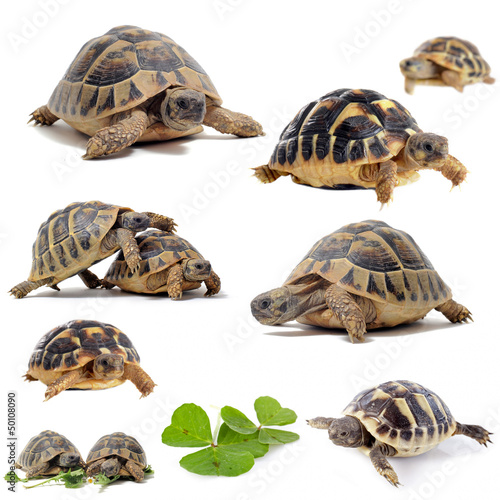 Illustration: group of Tortoises group of Tortoises