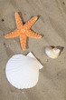 Starfish On The Beach