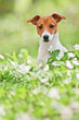 Foto: jack jack