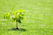 Foto: gardening gardening