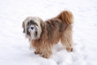 Male Tibetan Terrier
