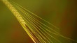 Barley ear