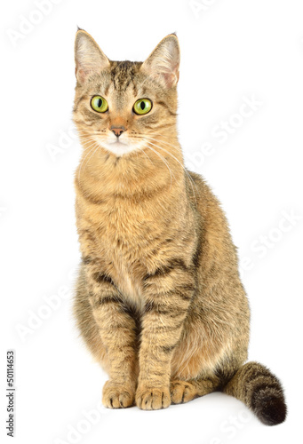 Photo: Cat isolated on white Cat isolated on white